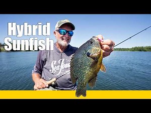 Hybrid Sunfish Secrets with Al Lindner & Mike Hehner | Summer Panfish Fishing Tips