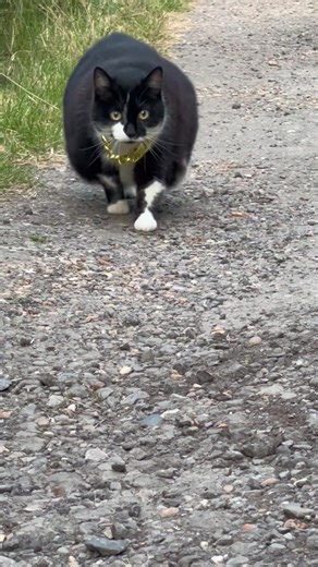Cat Bouncing Walk - Cute and Playful Feline Moments