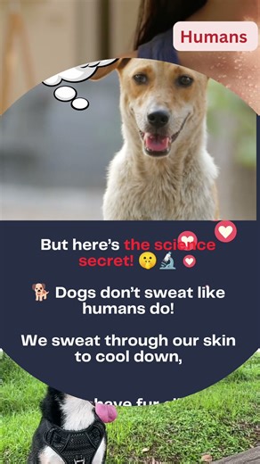 💬 Ever wondered why your dog pants like he’s out of breath? it’s doggy science!