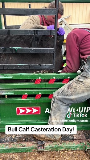 A week ago we spent the cold day castrating our home raised bull calves. Castration is the removal of male testicles creating what we call a steer. The cattle industry castrates their bull calves for a variety of reasons. First, castrating bull calves provides a safer environment for the farmers to work in because it decreases the aggressiveness of the animal as it gets older. Second, castration controls reproduction. We house male and female animals together in our growing pens so we do not wan