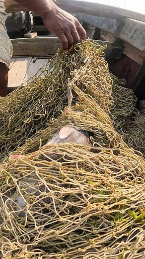 Big Fish Catching Technique From River #riverfishing #catfish #FishingLife #fishing #fish | Local Fishing Videos