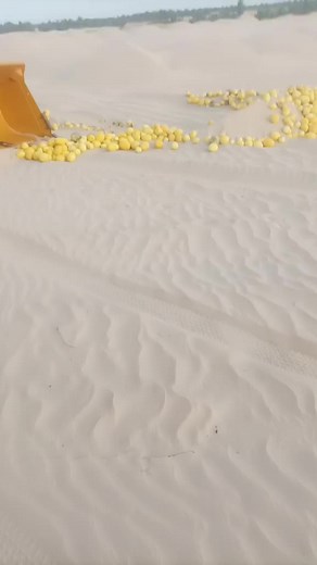 ZL50GN Front Loader Collecting Melons on Sandy Terrain