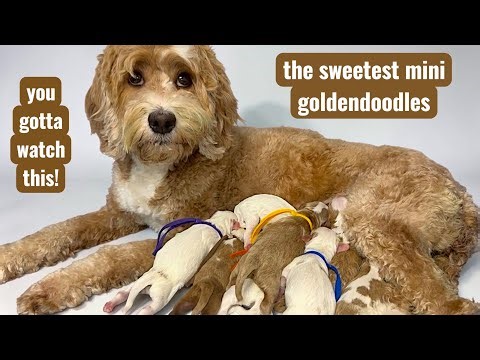 Our Mini Goldendoodle Had 9 Puppies & They Are PERFECT | you gotta watch this!