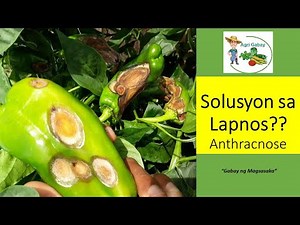 How to prevent,treat and Control anthracnose/ Paano maiiwasan o magagamot ang lapnos