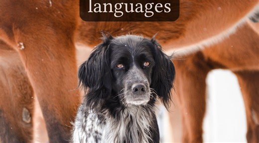 Why are dogs called ‘little horses’ in some Native American languages?