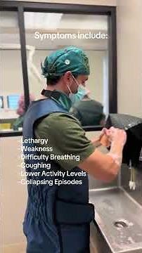 PDA Occlusion in Veterinary Medicine