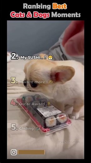 Top 5 Funniest Cats & Dogs Moments 😂 #Shorts