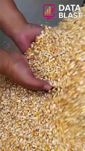 Watch Corn Get Crushed Into Chicken Feed | Satisfying Machine