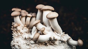 Do Mushrooms Share DNA With Humans?
