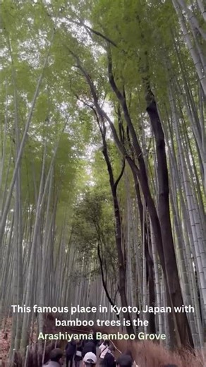 Arashiyama Bamboo Grove (Sagano Bamboo Forest) in Kyoto, Japan #shorts #japan