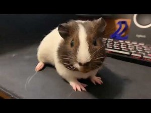 Very Excited Guinea Pig Gets A Boop To Her Snoot