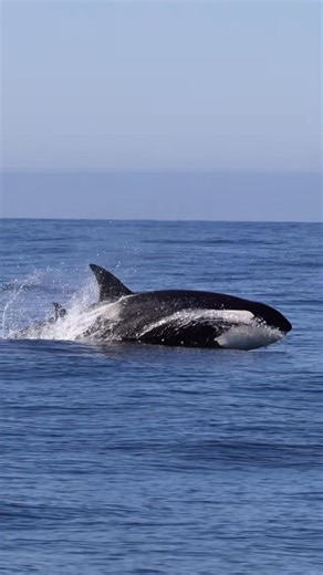 45K views · 1.1K reactions | Here’s a quick video from yesterday’s insane Orca encounter. The pods were blasting out of the water swimming about 15 MPH to catch up to the Minke whale for a wholesome meal. Book now using link in bio #whalewatching #whale #tail #orcas #killerwhales #breach #jump #fly #low #news #media #lunges #wildlife #montereycalifornia #coast #cali #sun #fun | Sieavphotography | Facebook