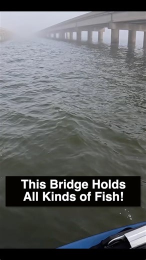 Todd Masson on Instagram: "This Bridge Holds All Kinds of Fish! #fishing #saltwaterfishing #saltwater #louisianafishing #bridgefishing"