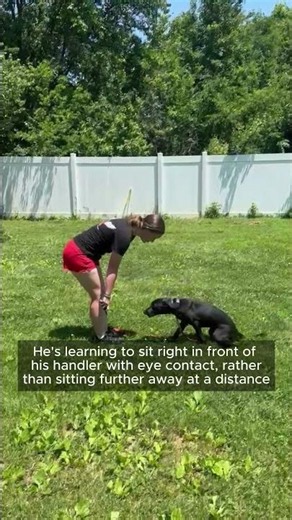 Basic Obedience Dog Training | Building Good Habits Early 🐾