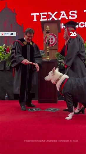 🎓 PERRO de SERVICIO RECIBIÓ su PROPIO DIPLOMA en la GRADUACIÓN UNIVERSITARIA de su DUEÑA