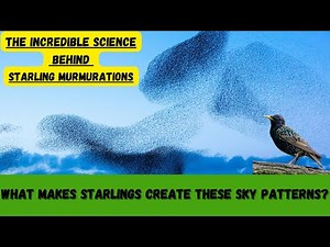 Murmurations: The Surprising Science Behind Starling Flocks