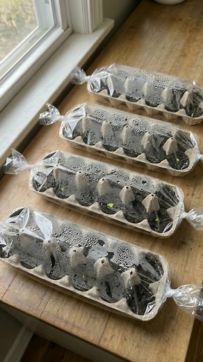 Sprout Seeds: Easy Egg Carton & Plastic Wrap Guide