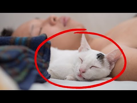 How to Form Strong Bond with Cat