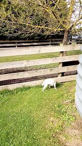 6.6K views · 2.2K reactions | Gerald and Rose saying hi to the pugs. | Grace Farm Senior Pug Sanctuary | Facebook