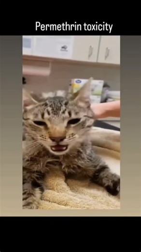 Dr Furqan Younas / Animalia Trader on Instagram: "Permethrin Toxicity in Cats – A Deadly Mistake Permethrin toxicity is one of the most common and dangerous poisonings in cats. Permethrin is a chemical found in many dog flea sprays, spot-on treatments, mosquito repellents, and household insect killers — but cats cannot metabolize it safely. Even a small amount can be life-threatening. Common sources of permethrin: • Dog flea & tick spot-on products • Anti-lice shampoos • Mosquito repellents • In