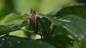 A male Chinese mantis is on a quest to find his queen. Perched high, a female praying mantis is meticulously cleaning her lethal appendages. As the male draws near, signaling his desire, the female doesn't hesitate to feast on the very body that courts her. #AnimalAdventure #ChorusofLife For more: https://english.cctv.com/ | CCTV