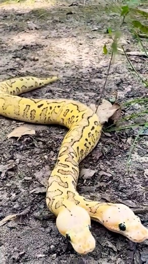 Amazing double headed python.#animals ##amazing #snake #python #shorts #ytshorts