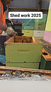 Beekeepers' winter job in New Zealand: Early preparation for the next season. Scraping boxes and frames. Honey super frames, honey frames for feeding, and combs for the brood box. #fbreels23 #fbreelsvideo #filipinobeekeeper #BeekeepingJourney #beekeepingnewzealand #BeekeepingTips #beekeepersofinstagram #beekeeperslife #naturelovers #beekeeper #beekeeping #beehive Part 7 | Beekeeping Journey