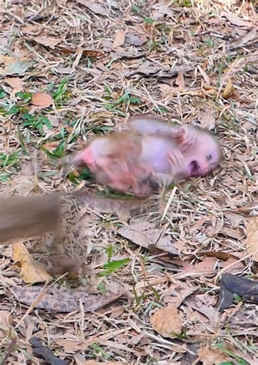 Million pity baby monkey is cry by angry when mom reject milk and push her out by angry #babymonkey #monkey #cutebaby #cute #reelsvideoシ | Lovely Monkey Videos