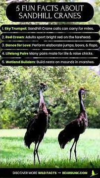 Sandhill Crane Fun Facts