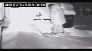 'Grumpy old dog' escapes owl attack