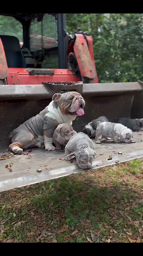 Mini English Bulldog Stud - Fury is one of our top boys and produces some of the nicest puppies ever!