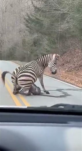 The Zebra gives birth to twins the hyena want to eat them