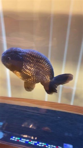 Discovering Goldfish Teeth: A Fascinating Look at Nature's Wonders