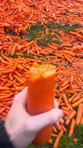 When bro says he know a place #grandy #funny #carrot #food
