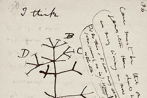 Missing Ink: Darwin Notebooks, Long Unseen, Now Believed Stolen