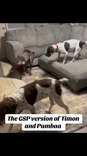 Your daily dose of crack! Introducing the Pumbaa and Timon show! All the other dogs a hiding behind me to avoid the chaos but JJ McShorty aka Timon is all up in Jacob aka Pumbaa’s business! | Almost Like You