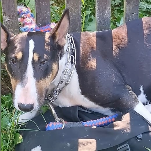 The chain was tight against her neck. She stood alone, tied to a rusted fence. The night was cold, and the street was empty. Nobody saw her. She trembled, her eyes wide with fear. Her belly hung low, heavy with unborn pups. She was young, maybe three years old, but her body carried the weight of something older. The chain bit into her fur. She didn’t bark. She didn’t cry. She just stood there, waiting for someone who never came. We found her at dawn. Her fur was matted, her eyes darting. She gro