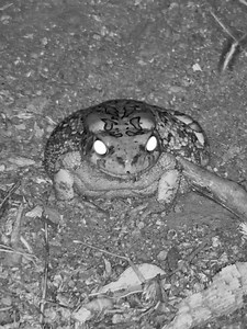 64K views · 666 reactions | The chances of a toad haunting your dreams is low, but not zero. | explore.org | Facebook