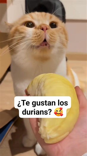  Durian Delights: Cat's Hilarious Reaction to the King of Fruits!...