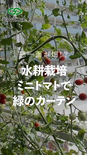 【ミニトマト水耕栽培】窓際で育てたミニトマトでグリーンカーテン！#ミニトマト#ミニトマト栽培