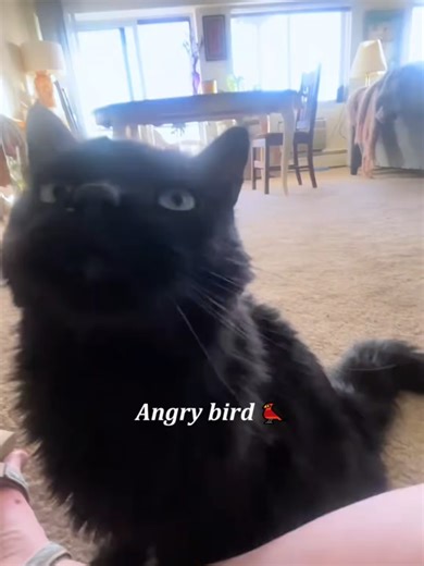 Cat Voice Challenge #cat #catlover #cats #catsoftiktok #fyp