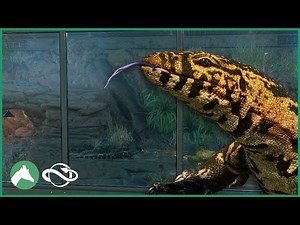 Building an Indoor NILE MONITOR Habitat in the Elm Hill City Zoo! | Planet Zoo