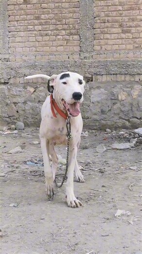 Disclaimers "The animals featured in this video are treated with care and respect. No animals were harmed or mistreated during filming." "This video is for entertainment purposes only. We do not promote or encourage any form of animal cruelty | Animal voice0.1