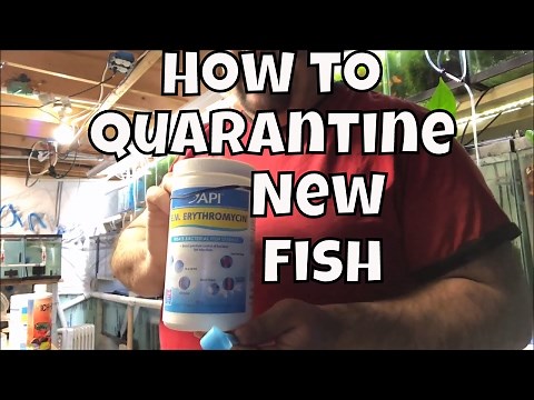 How to quarantine new fish using EM Erythromycin API General Cure and ick X Fish Room Unboxing