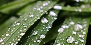 Breakdown: Why is the grass wet in the morning when it didn’t rain?
