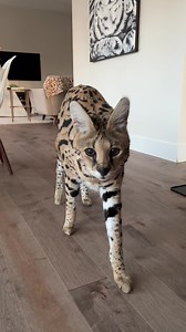 Servals like fish every once in a while too ☺️ | Chloe the Serval