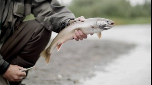 Amazon.com : Feeder Creek Fly Fishing Assortment - 72 Dry Flies in 12 Patterns in Sizes 12,14,16 (Hendrickson, Drake, Dun, and More) : Sports & Outdoors