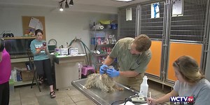 ‘1 in 6 veterinarians consider suicide’: Addressing wellbeing in veterinary medicine