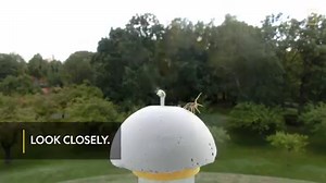 Watch to see how crab spiders are able to use their own version of wind surfing to get around. | National Geographic UK