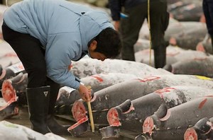 Fish-hungry Japan slashes tuna catch by 50%